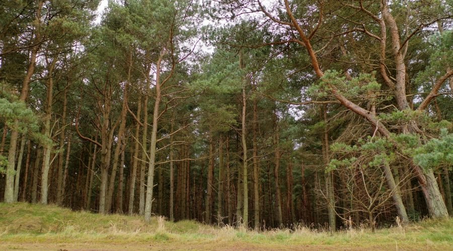Belhaven Bay woodland